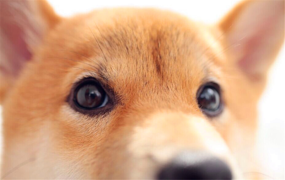 天冷了,柴犬应该怎么养护比较好呢?来听听铲屎官怎么说的