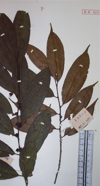 植物知识科普,小编带你了解矩圆叶柃