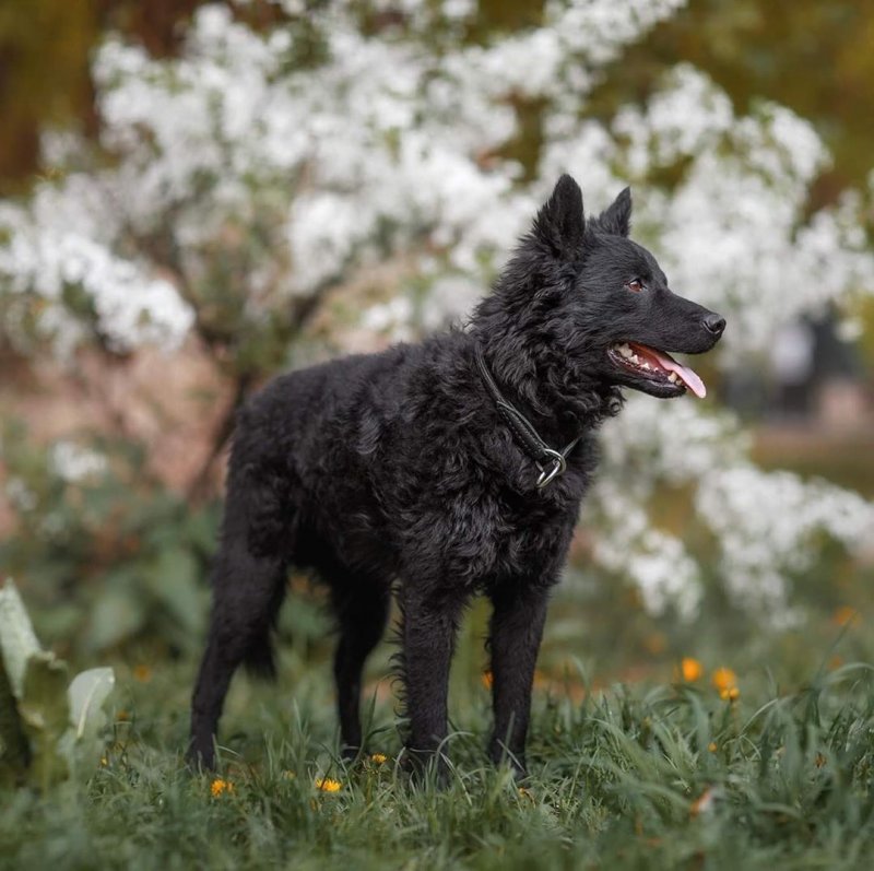 这些罕见的狗狗品种,有的全世界只剩几百只了,还不快来了解一下