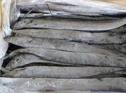 并不是只有一种,一共有9属44种,中国沿海地区有4属,分别是窄颅带鱼属