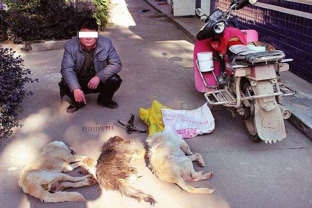 比摔死狗更可恨的莫过于"偷狗人"