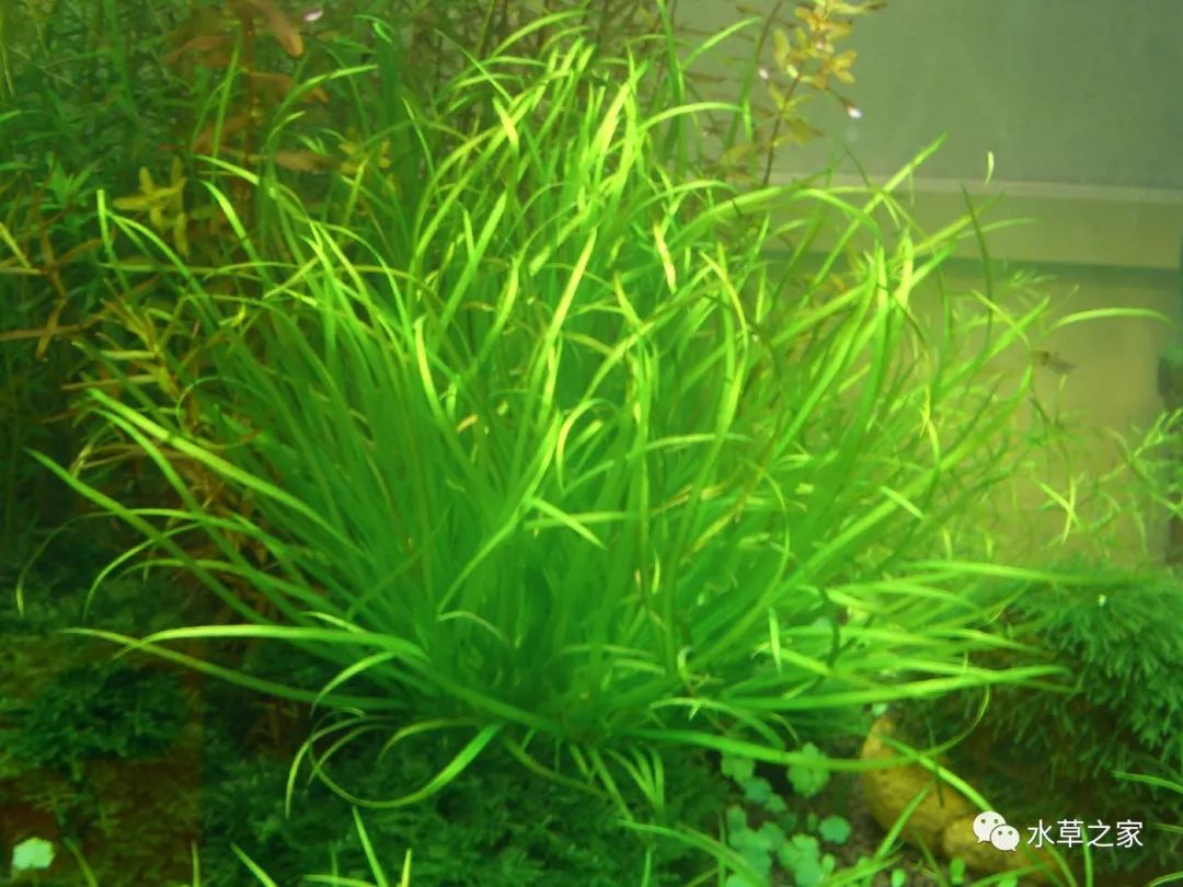 中簀藻水草:中簀藻图片,种植方法