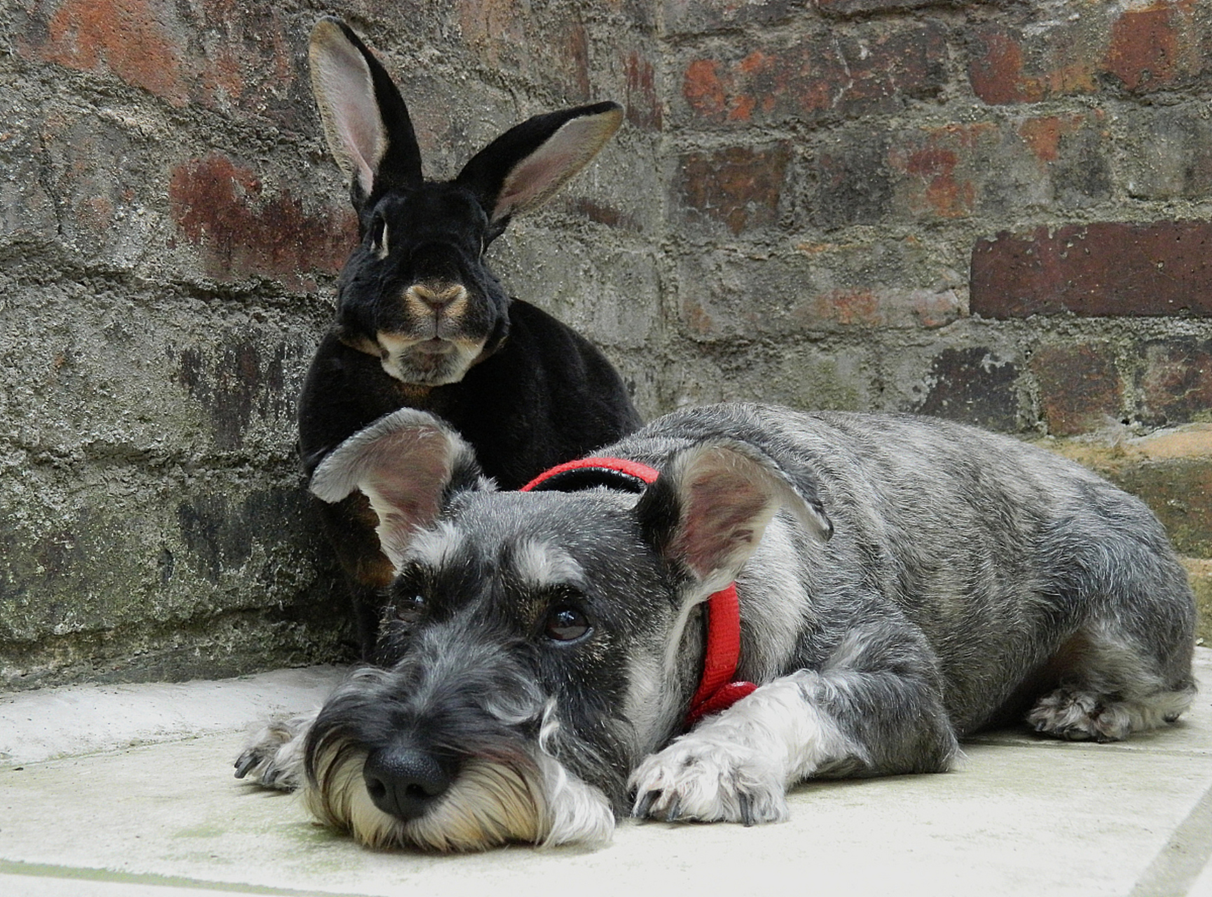与灵缇犬,灰狗一同追逐兔子,体验狩猎的刺激与默契时光!