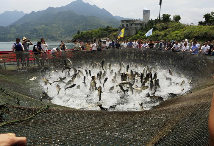 浙能北海水电公司2万余鱼苗放生湖光山色千峡湖