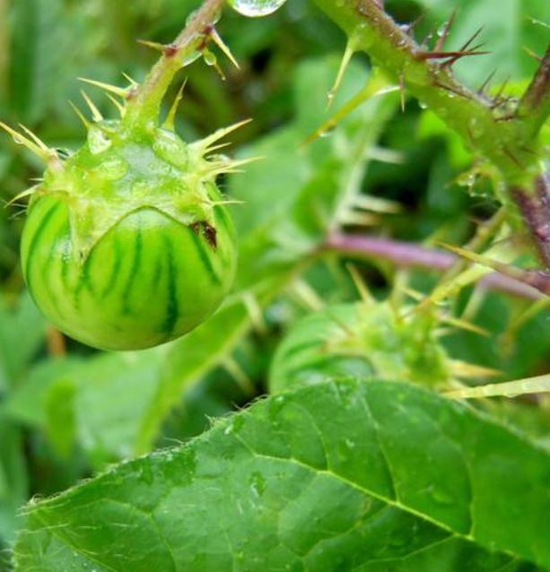 这种"西瓜"浑身刺,还有毒,路边见了,可不能随便吃!