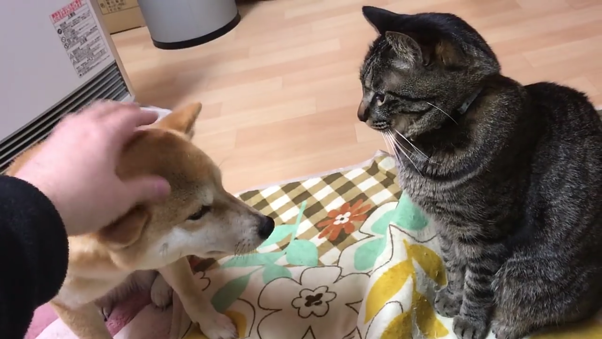 小柴犬挑衅猫老大,被老大扇巴掌,最后只能找铲屎官求安慰