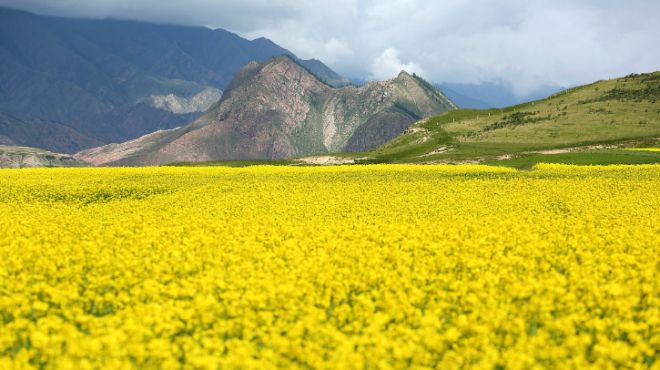 [图]油菜花季节就要过去了 美出一道美景 过过眼瘾吧