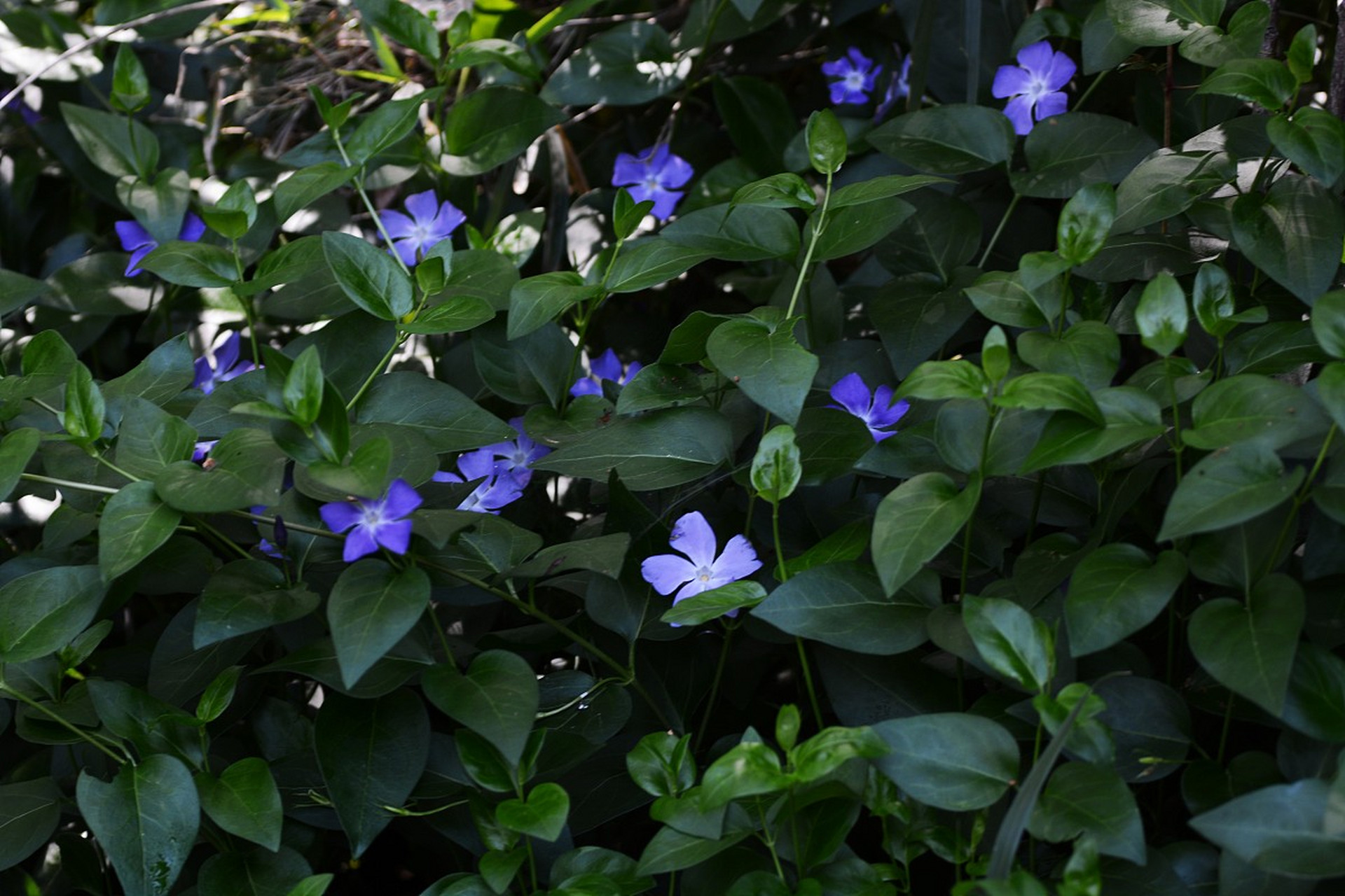 盆景#  养护盆景:3种精致好看的小野花之鸭跖草 光听名字就知道帐是