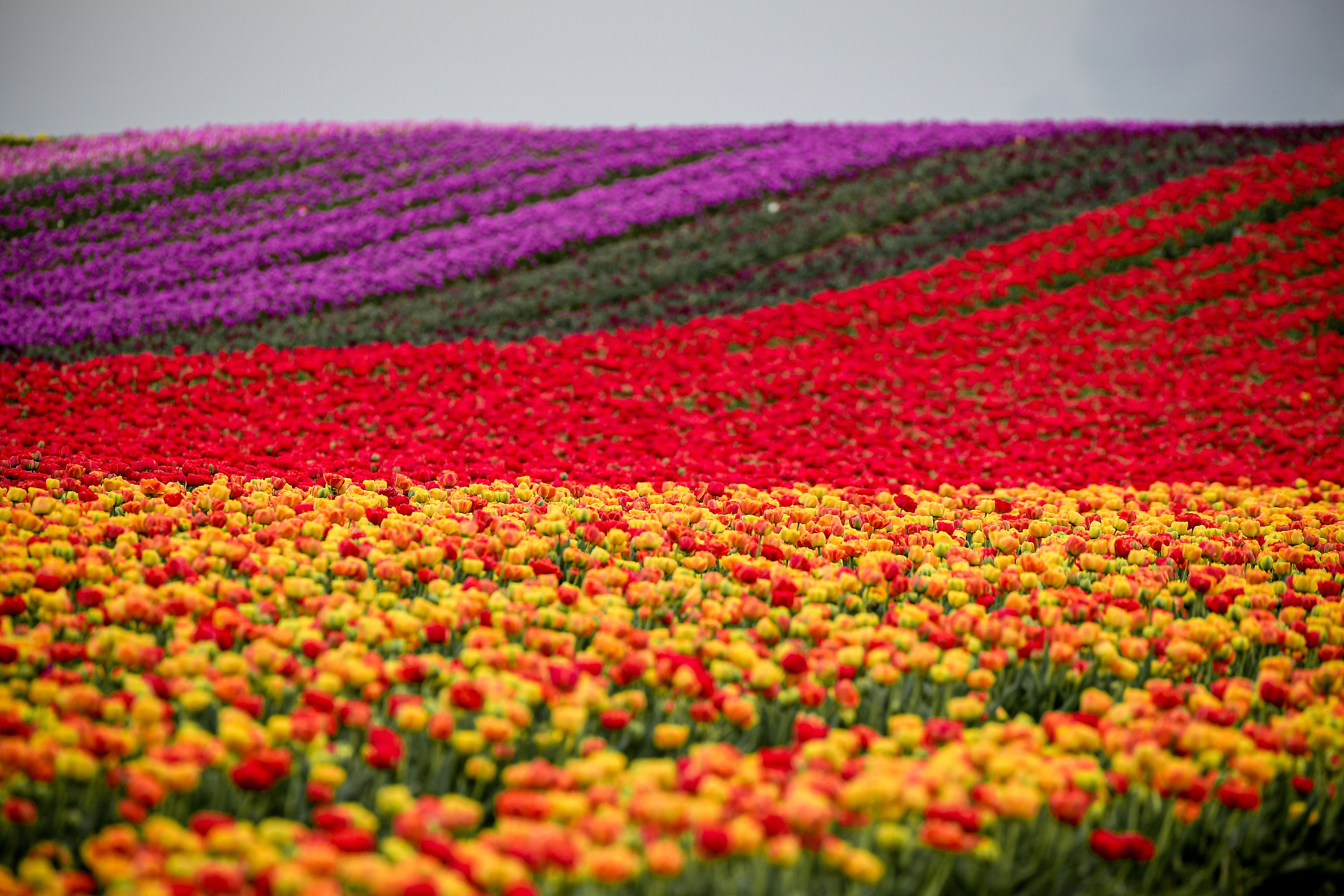 德国格雷文布罗赫的郁金香花田(7)