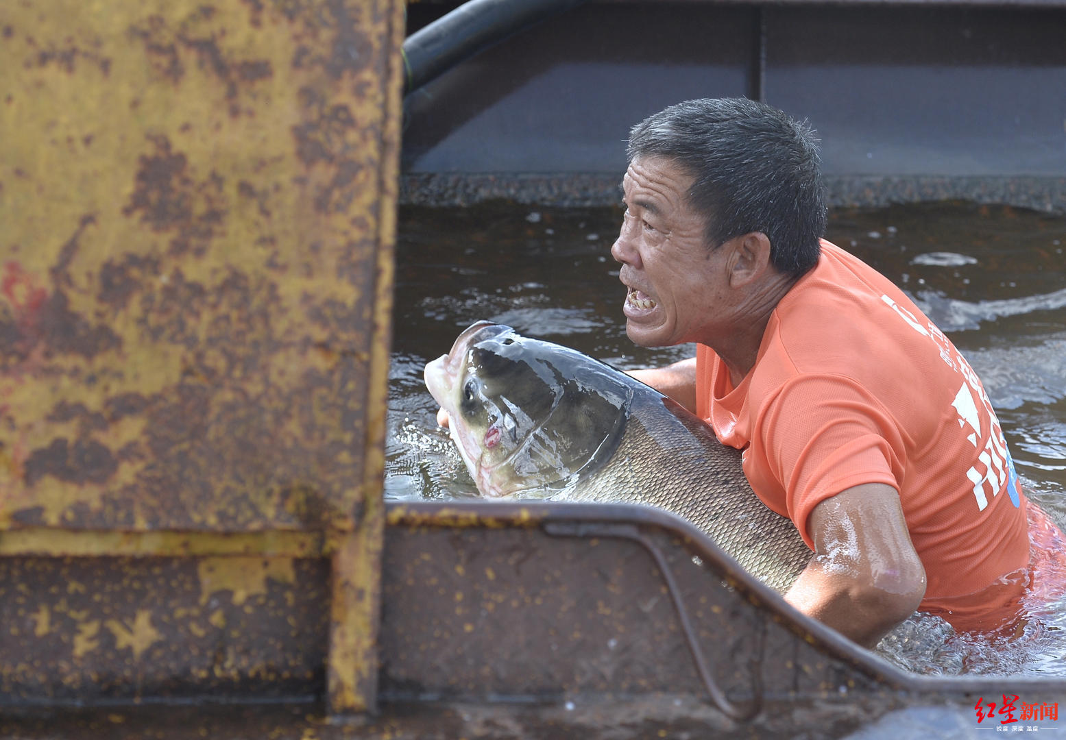 鱼王诞生!西昌开海节渔民捕获85斤青波鱼,游客500元买走