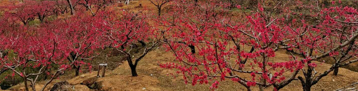 随笔:读韦庄《思帝乡-春日游》
