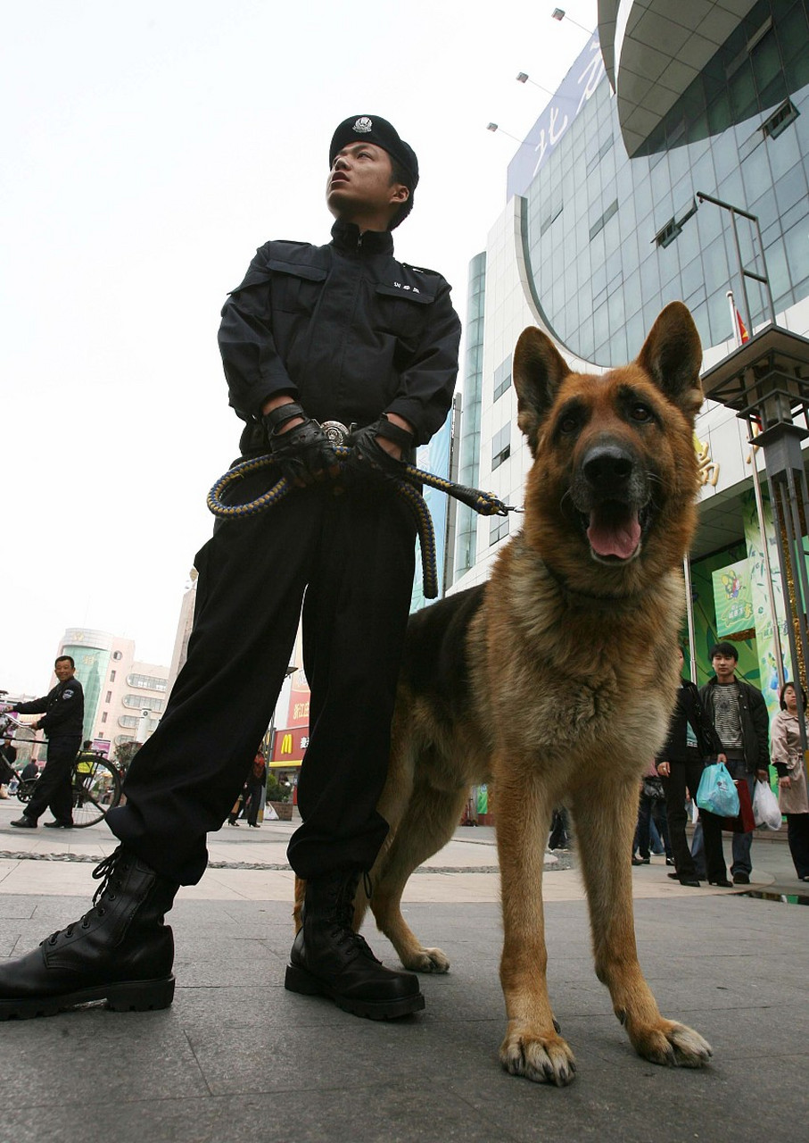 警犬照片大全图片大全图片