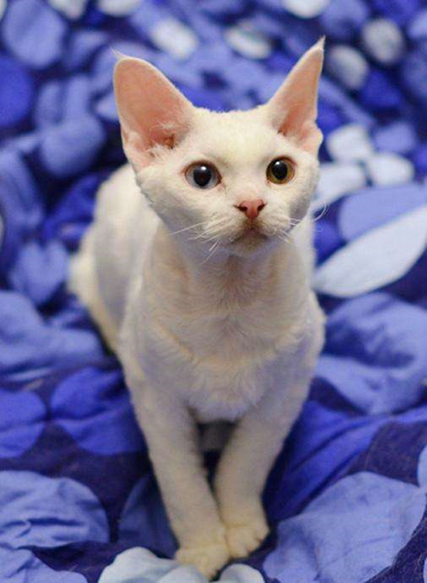 世界上还有这种猎奇的猫?颜值高掉毛少亲人活泼?形容词都不够了