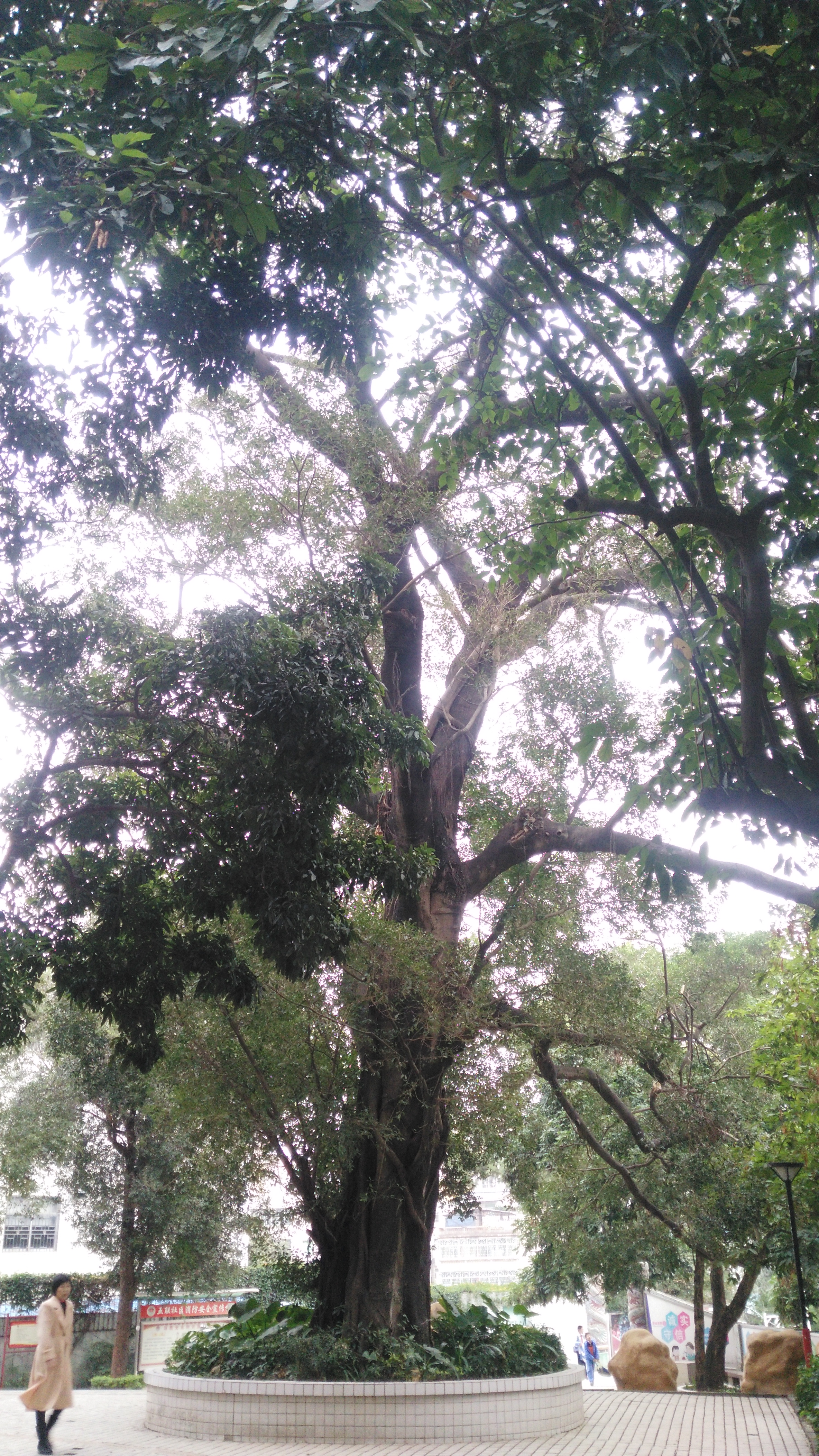 深圳龙岗五联公园,一个普通的社区公园,但也有些看点