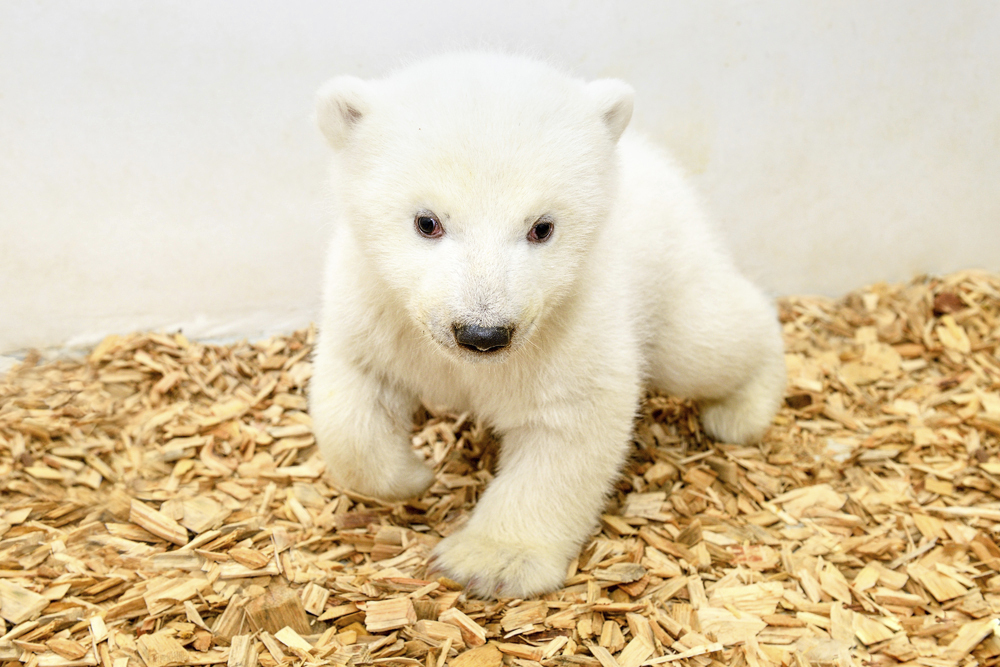 可爱的小北极熊