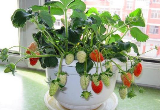 阳台种草莓,别犯"2个错",棵棵都能挂满果,赶紧陪孩子种一棵