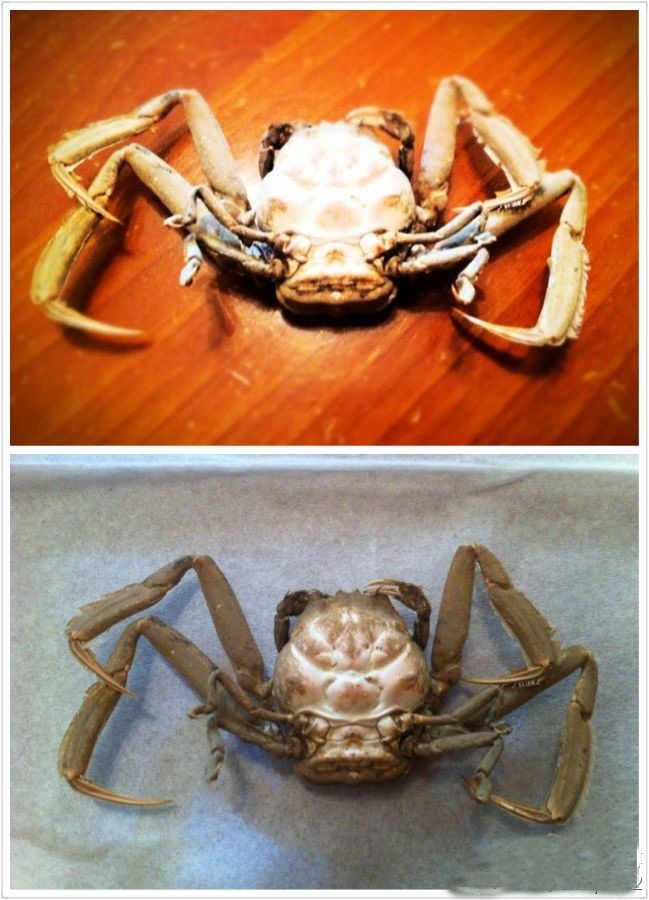 动物知识科普,小编带你了解关公蟹