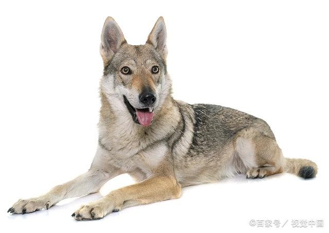 著名的四大狼狗种类,德国牧羊犬已经过时,你知道都有哪些吗?