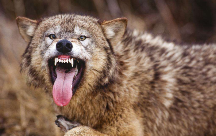 高明的领导从来都不会空喊口号,让员工变"饿狼",只需四点即可