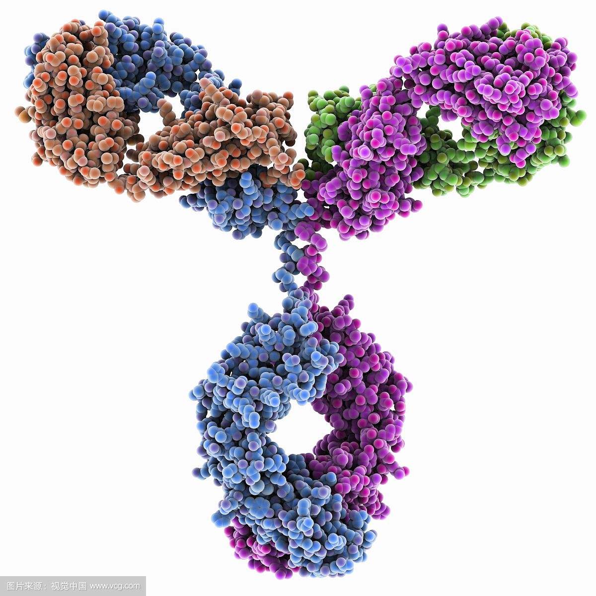 何谓抗体,何谓抗原,这些知识你知道吗