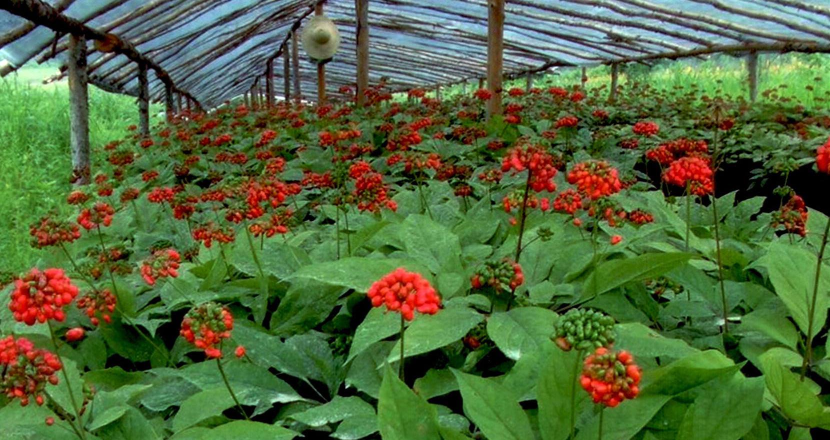 人参 药材 - 2020年最新商品信息聚合专区 - 百度爱采购