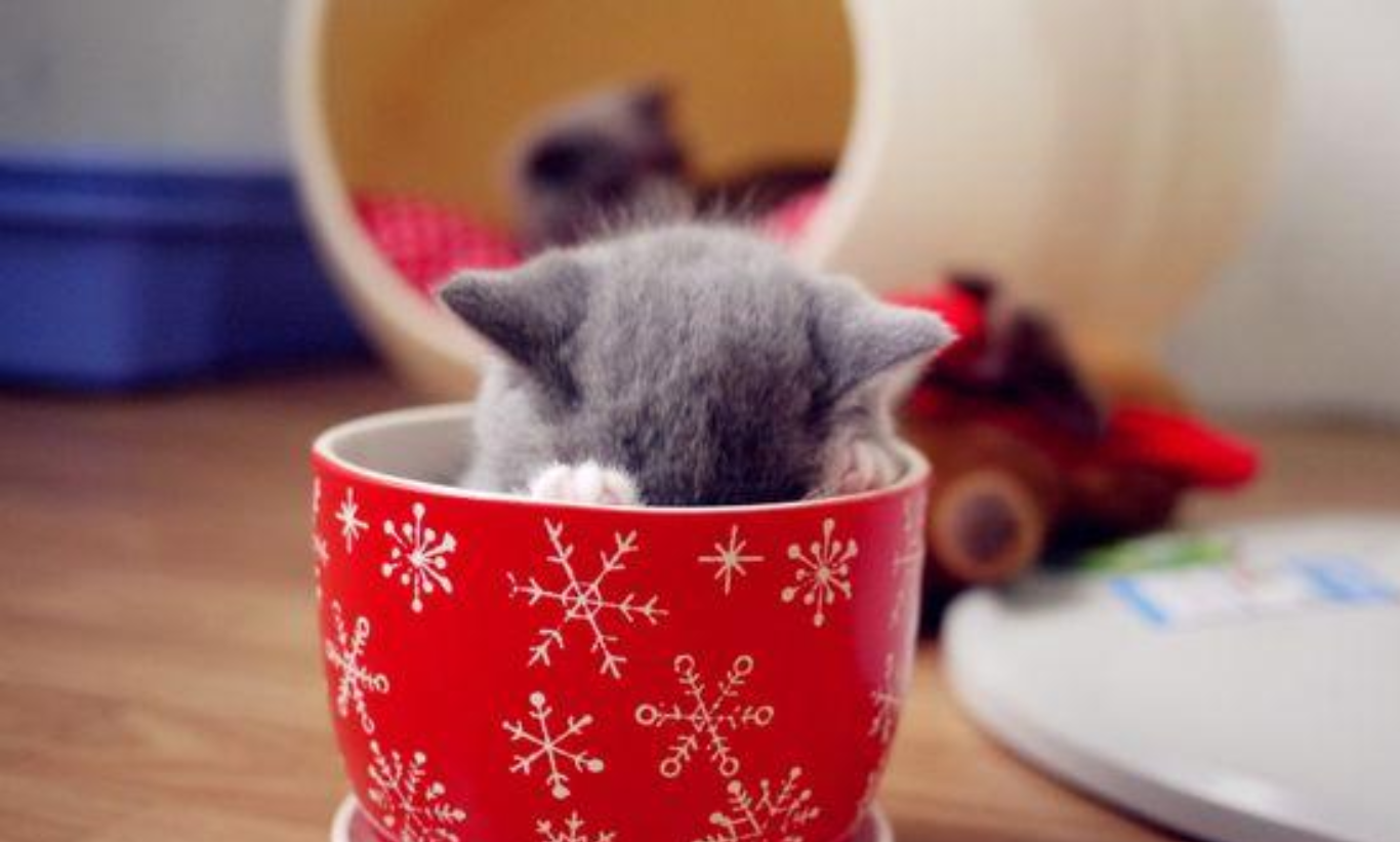 茶杯猫,满足了铲屎官喜欢长不大的喵星人这个心愿!