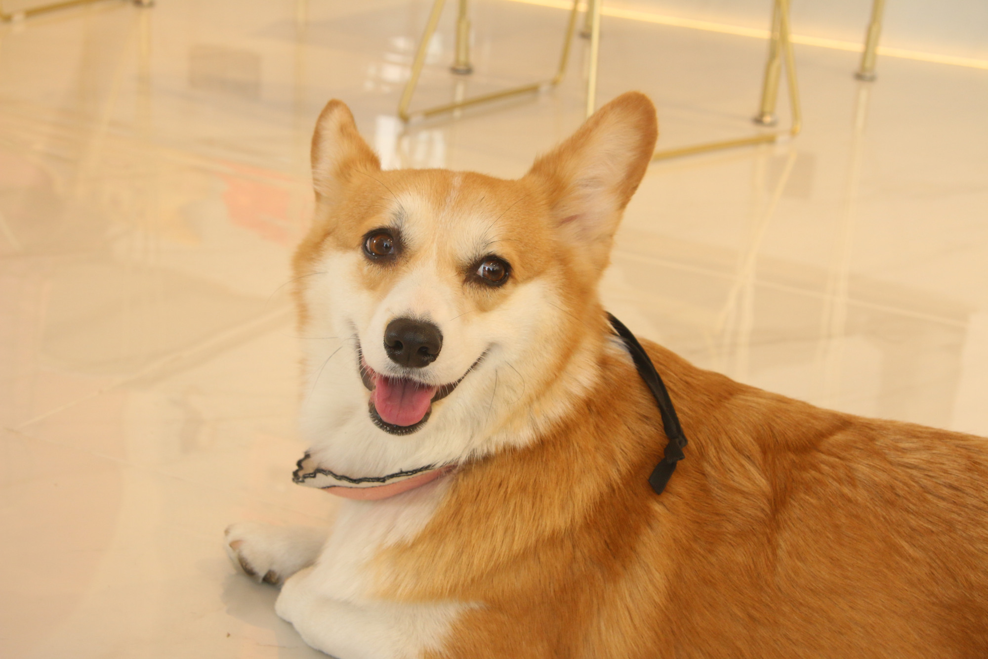 英国皇室宠物柯基:看完后终于明白,为何只有柯基独受女王恩宠