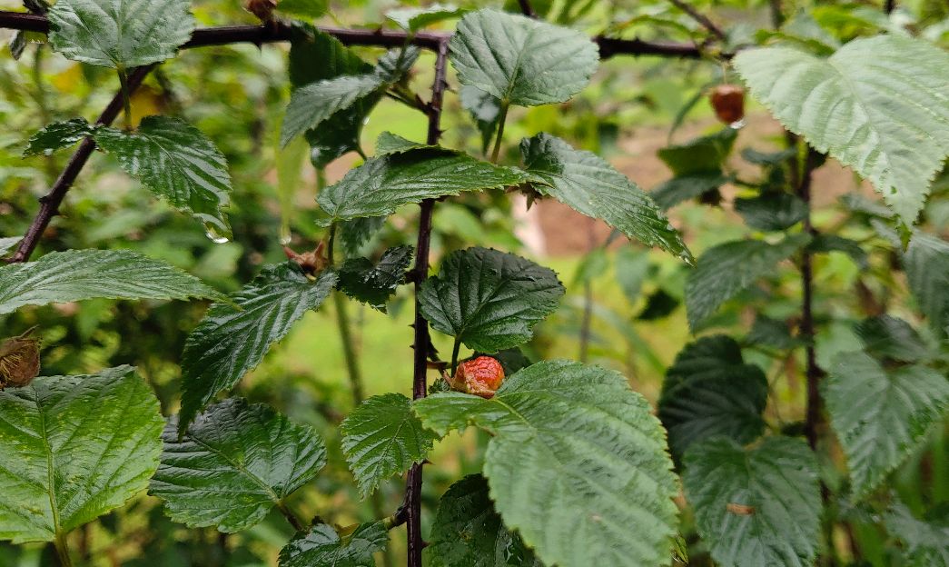 河边发现一山梅,你们见过这种野果吗
