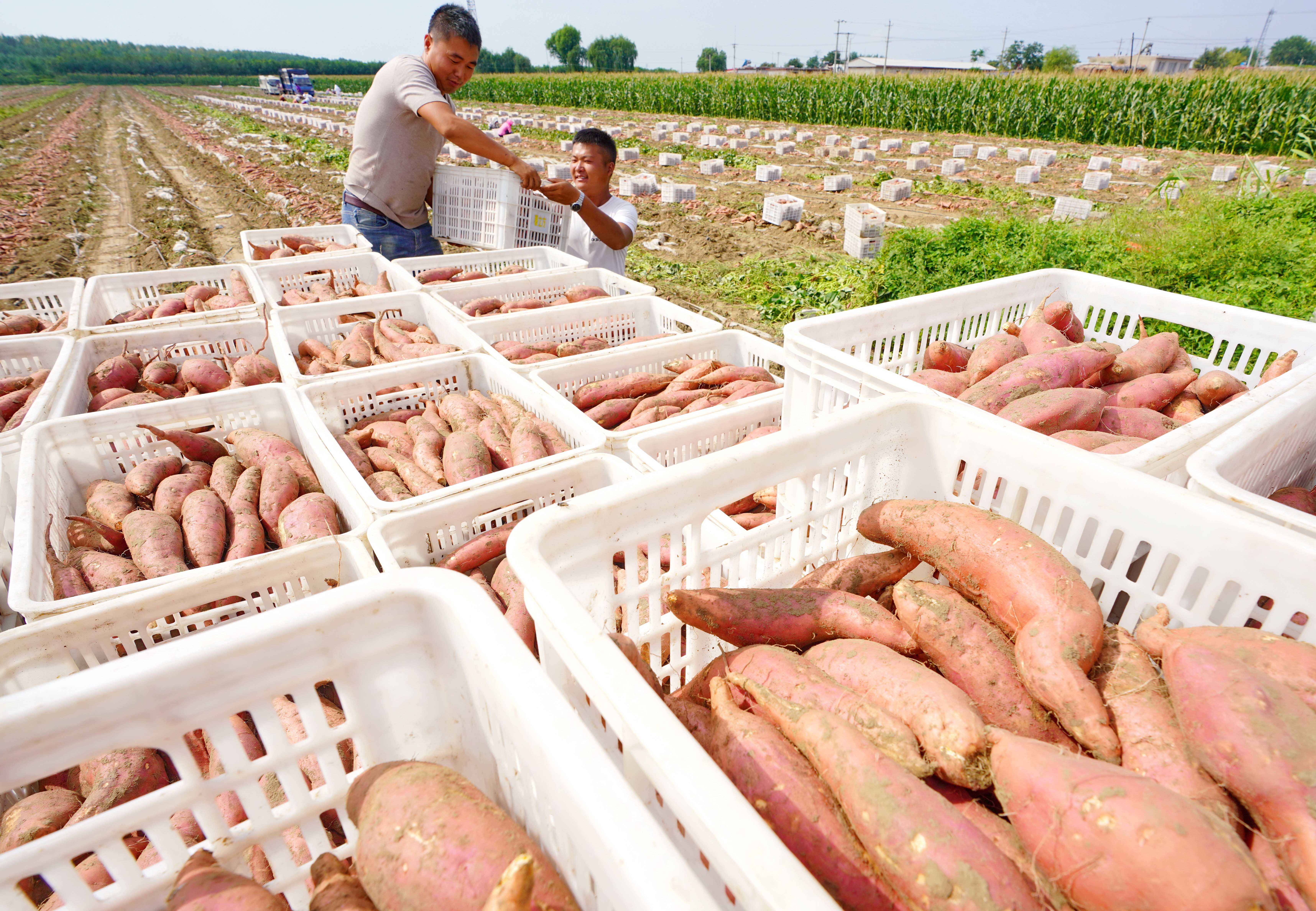 河北滦南:发展特色农业促增收(2)