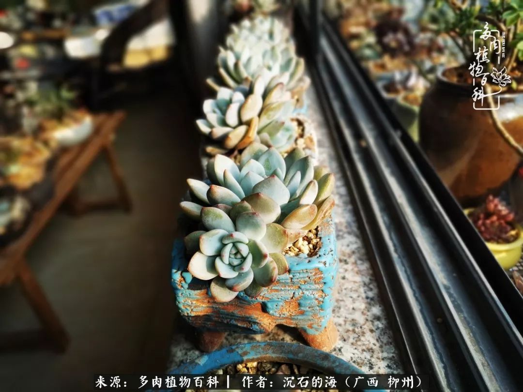 细数25种最省心最好养的多肉品种,露养家养随便养!