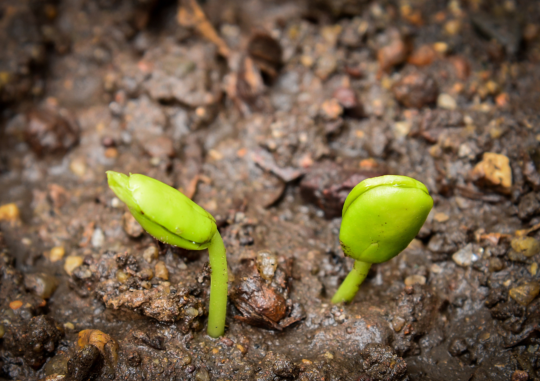 种子发芽需要各种条件的精准协调和平衡.[原文:生命的开端:探秘种