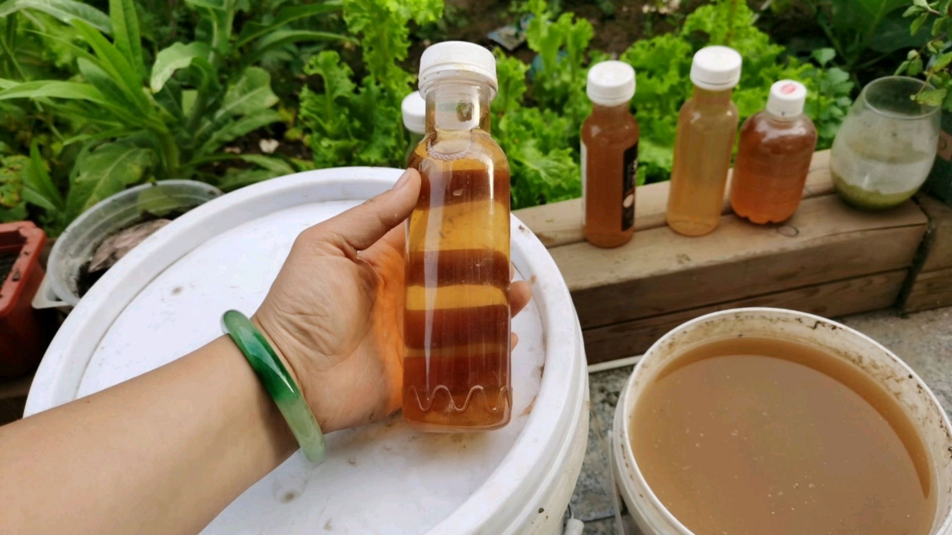 烂水果做环保酵素，家庭阳台种菜当肥料用