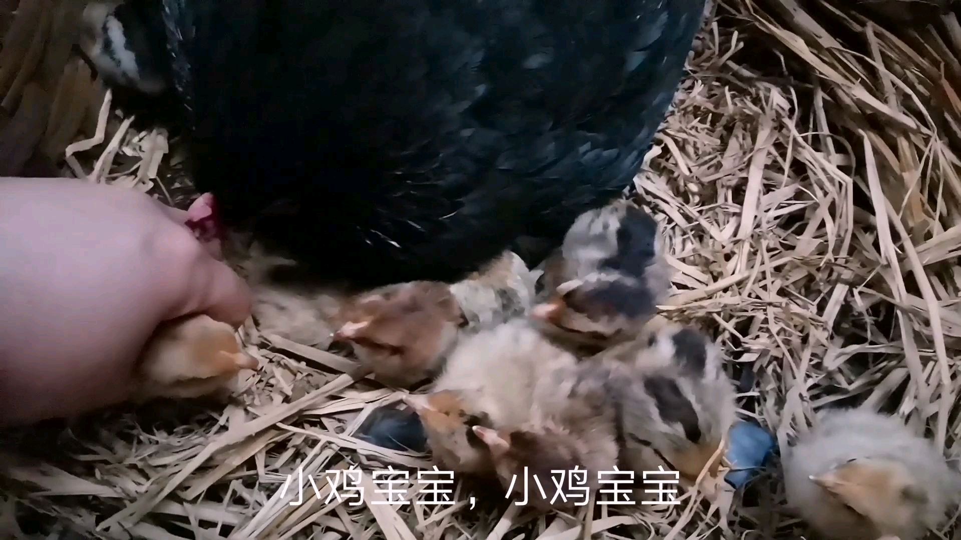 农村的我们看过不少的母鸡孵小鸡,到底要多久呢