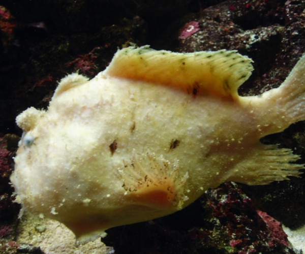 世界上有200 多种琵琶鱼,它们大多生活在大西洋和南大洋黑暗的深海里 