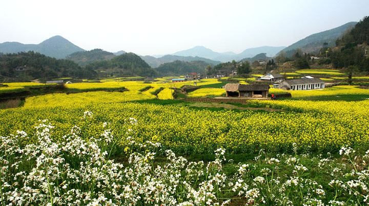 大堰油菜花