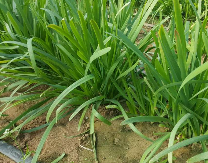 即使在寒冷的冬天,也有很多人种植韭菜,拱棚韭菜种植的技巧