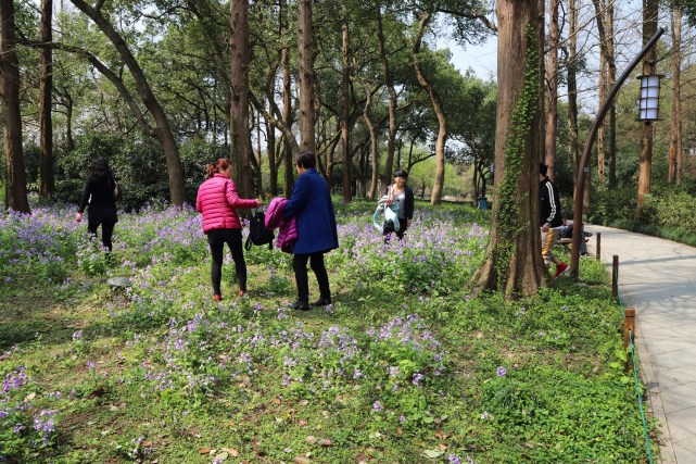 西湖边大妈轮番踩踏花草,只为拍出美照抢占朋友圈