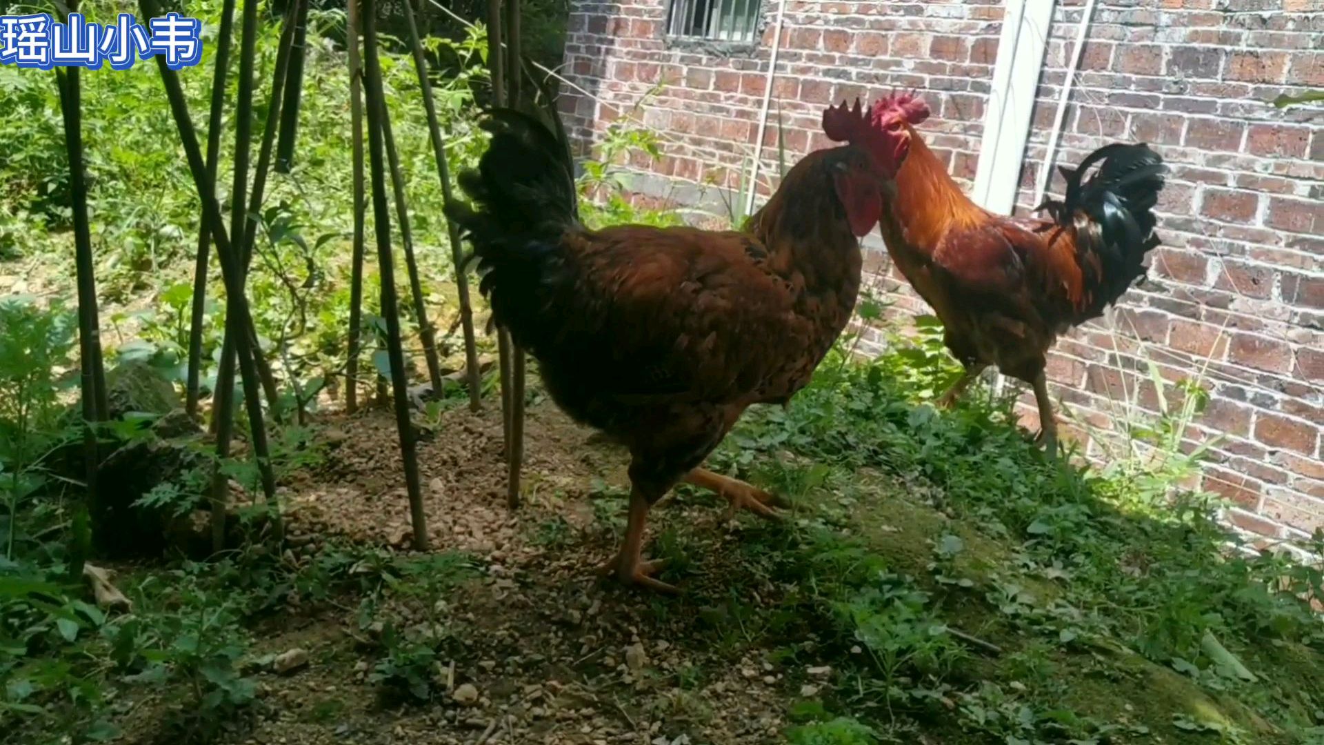 小韦在大山养鸡用斗鸡杂交本地土鸡,杂交出来的小鸡体格很结实