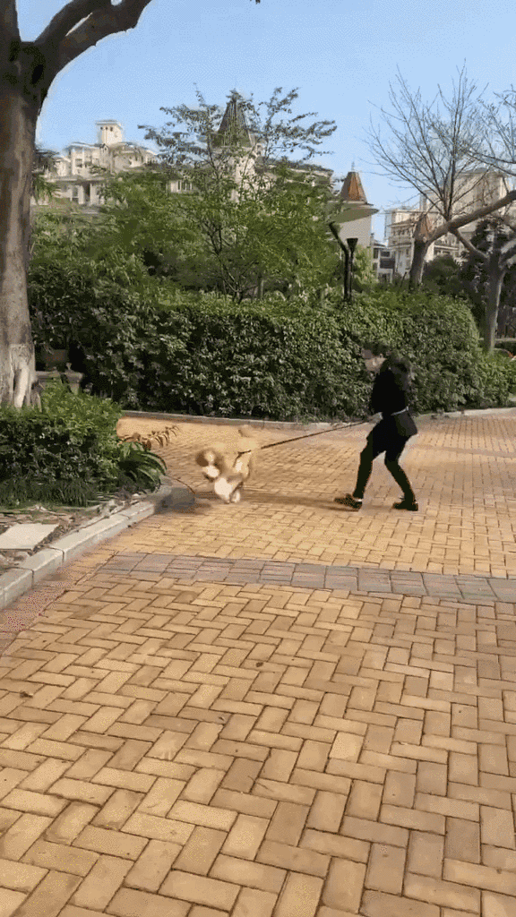 遛巨型贵宾犬是啥体验:大家好,欢迎收看大型狗遛人现场!