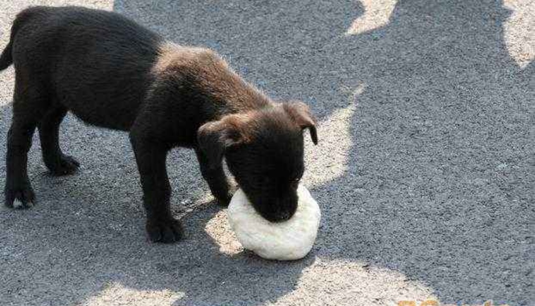 巧合的女逃犯:别把人吃的肉包子打了狗