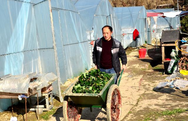 70后青年返乡创业成"草莓哥"年入40万