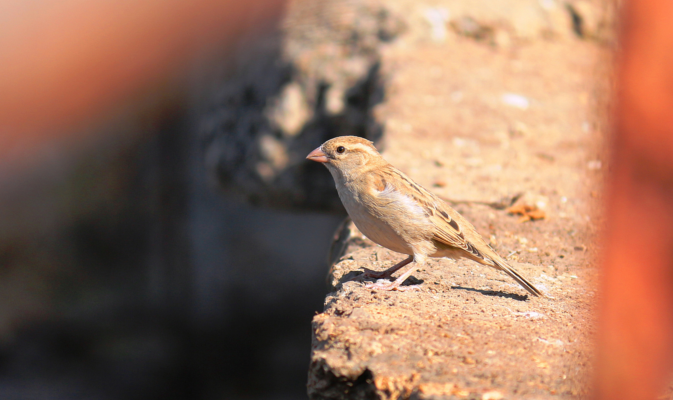 灰文鸟是一种鸟类,其体色为灰色,与其他鸟类相比显得更为低调和沉稳.