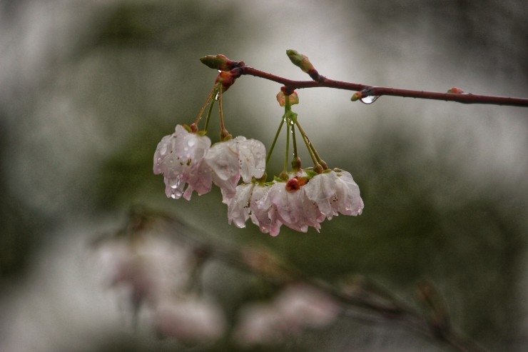 好看花的雨景图片图片