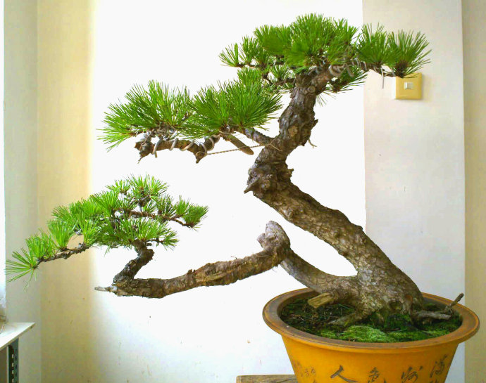 临水盆景 - 热门商品专区