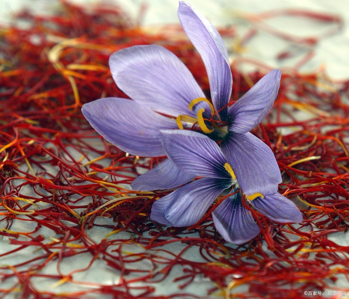川红花与藏红花,一字之差却让人们分不清