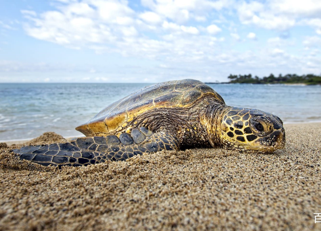 在海滩上休息的海龟