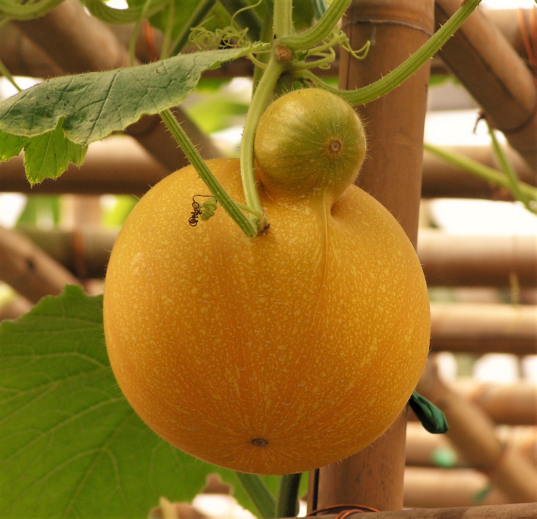 南瓜界的魔幻世界