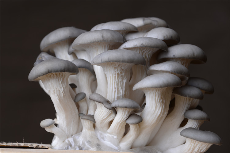 蘑菇中的顶梁柱,平菇的科学种植技术