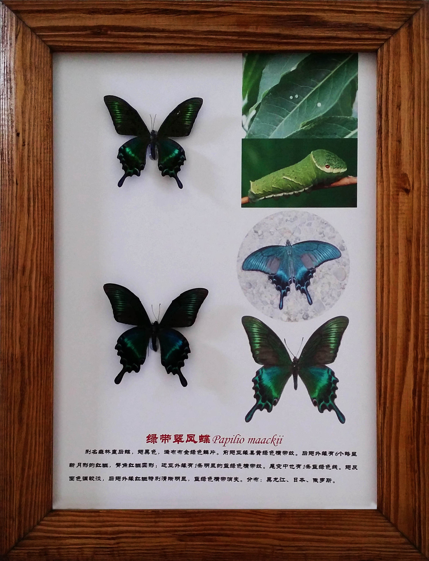 蝴蝶干制标本