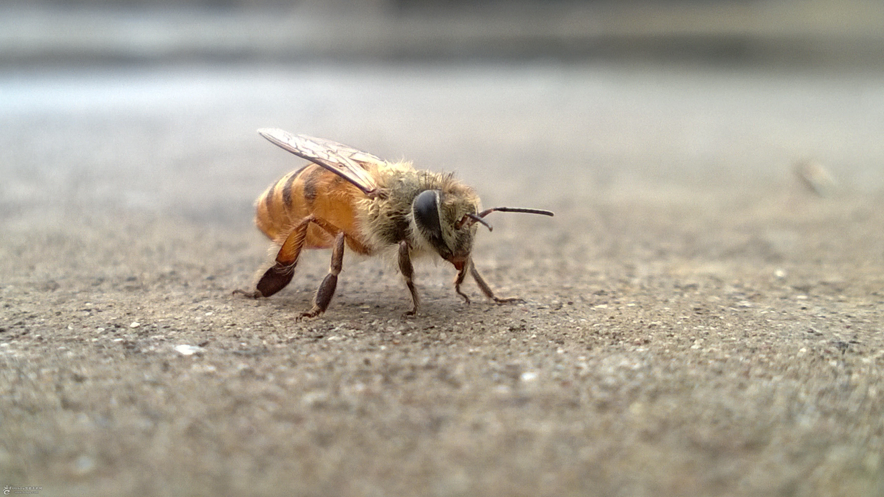 野蜜蜂酿的蜂蜜品质更好,怎样才能将野蜜蜂引诱回家?可以这样做